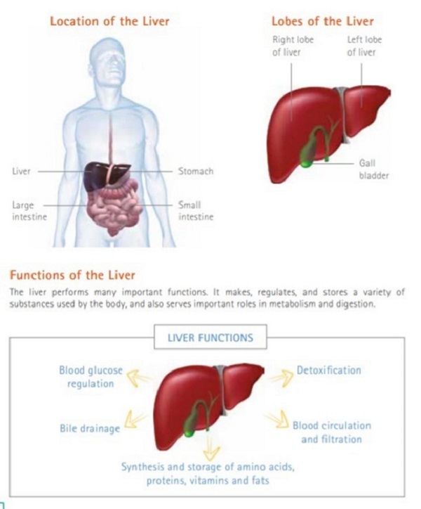liver cancer - location of the liver